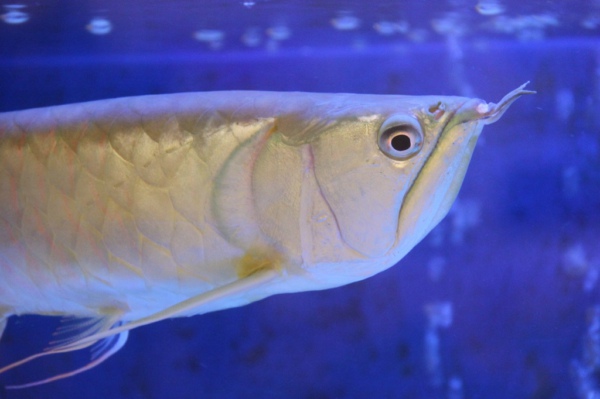 水質在線監測系統幫助養殖銀龍魚 水質在線監測系統幫助養殖銀龍魚